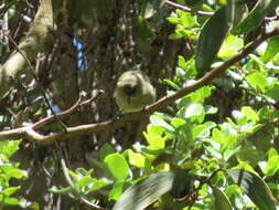 Image of Chlorodrepanis virens virens (Gmelin & JF 1788)