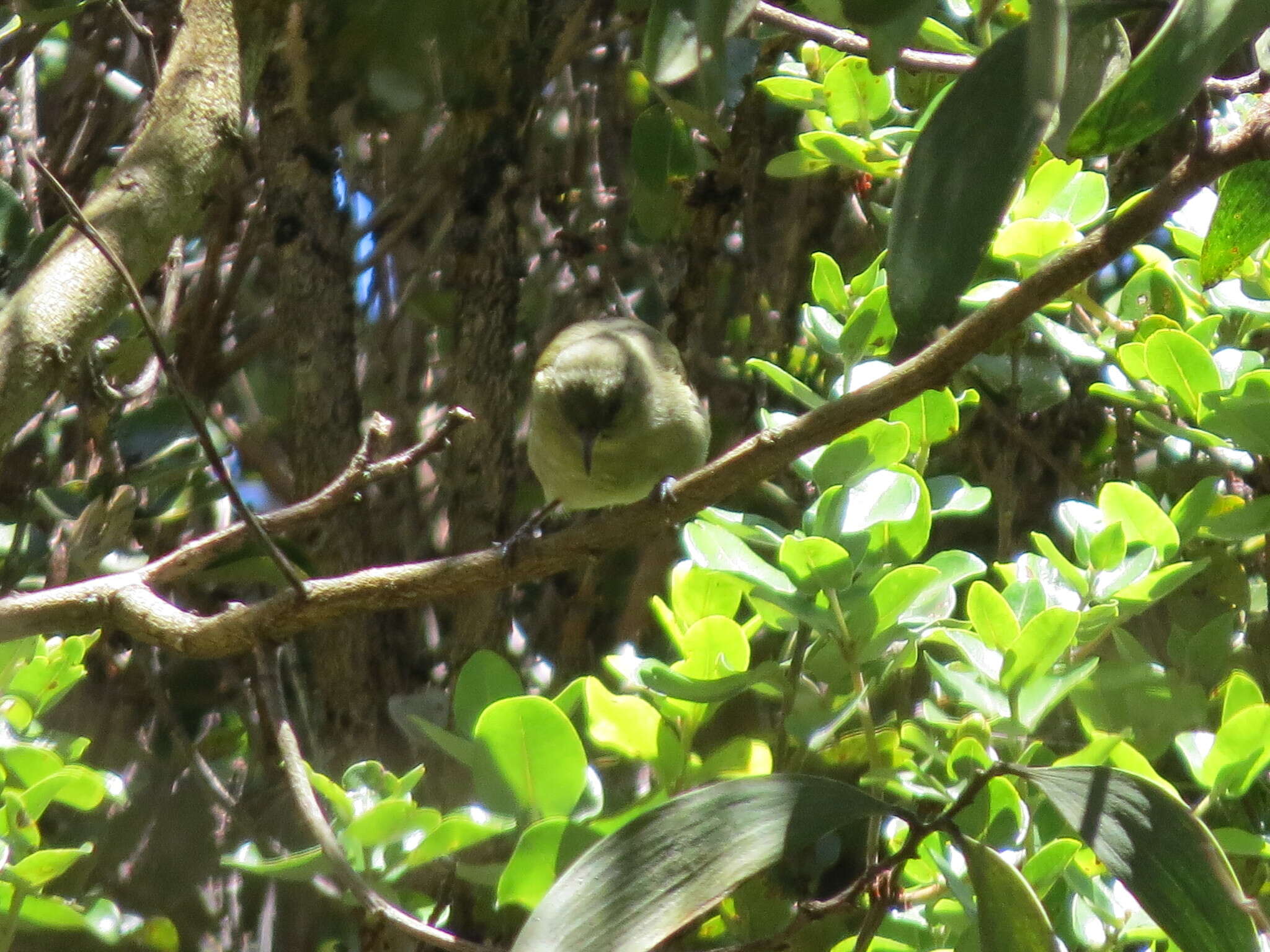 Chlorodrepanis virens virens (Gmelin & JF 1788)的圖片