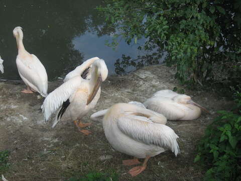 Image of Great White Pelican