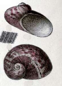Image of Stomatella elegans Gray 1847