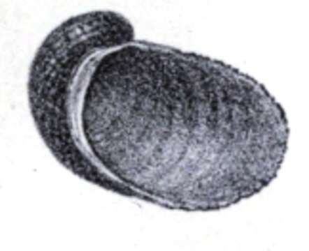 Image of Stomatella elegans Gray 1847