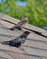 Image of Brown-headed Cowbird