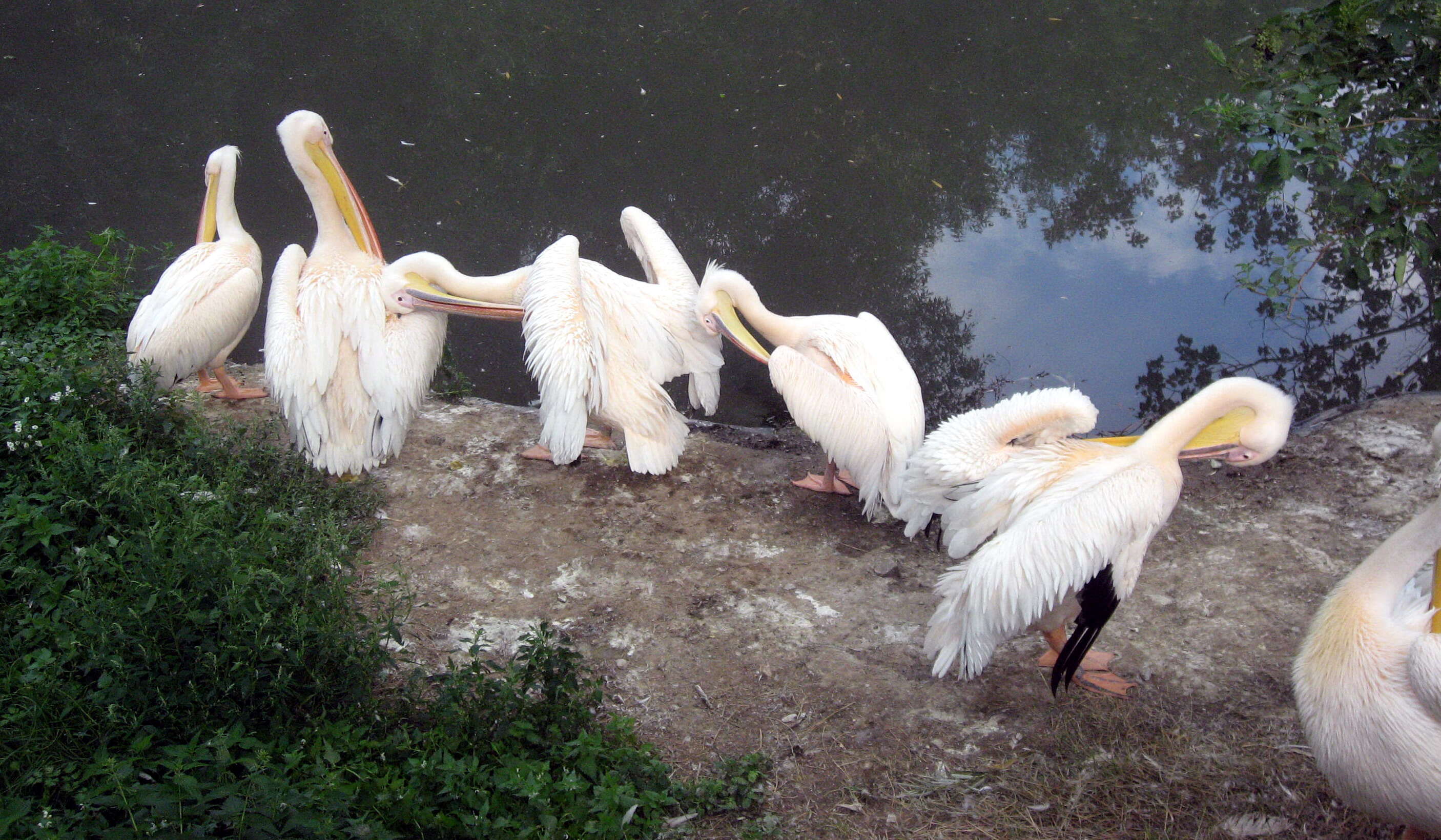 Image of Great White Pelican