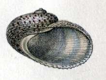 Image of rounded false ear shell
