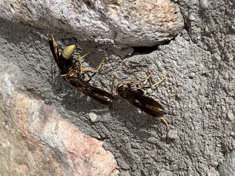 Image of Polistes comanchus navajoe Cresson 1868