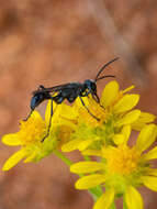 Image of Prionyx globosus (F. Smith 1856)