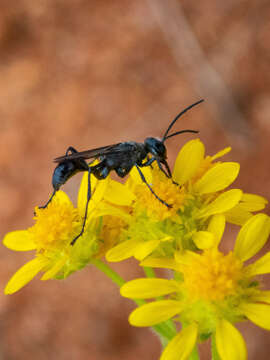 Sivun Prionyx globosus (F. Smith 1856) kuva