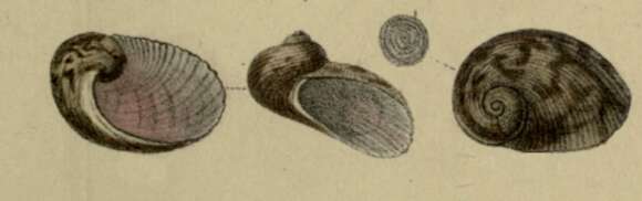 Image of Granata maculata (Quoy & Gaimard 1834)