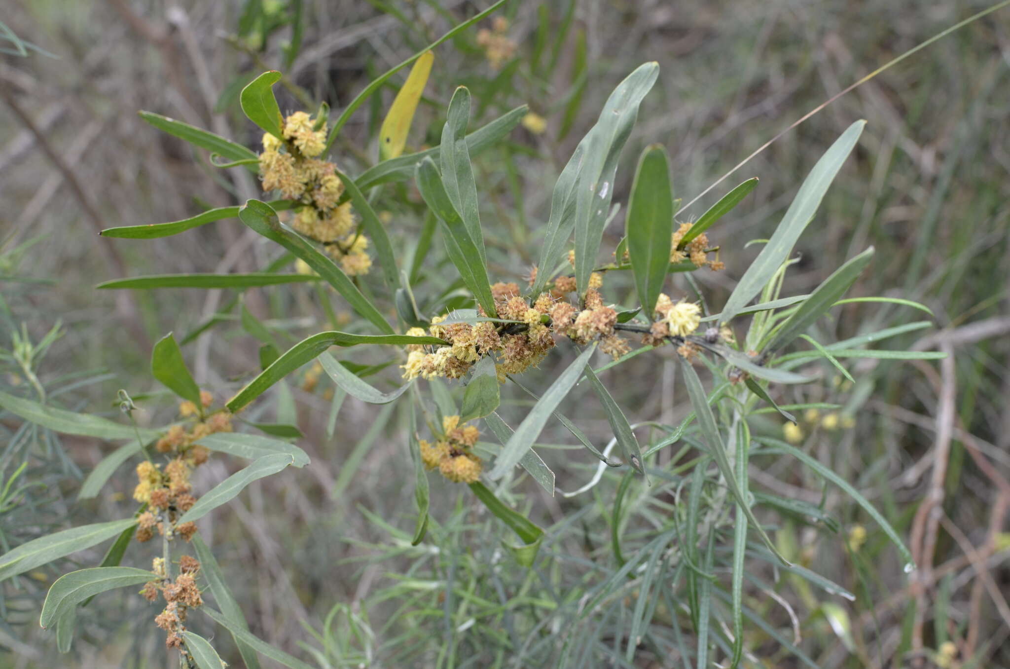 Acacia stricta (Andrews) Willd.的圖片