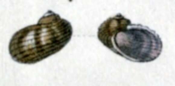 Image of Granata maculata (Quoy & Gaimard 1834)