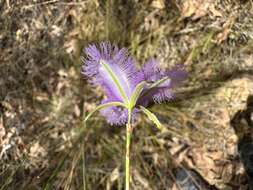 Image of Thysanotus sparteus R. Br.