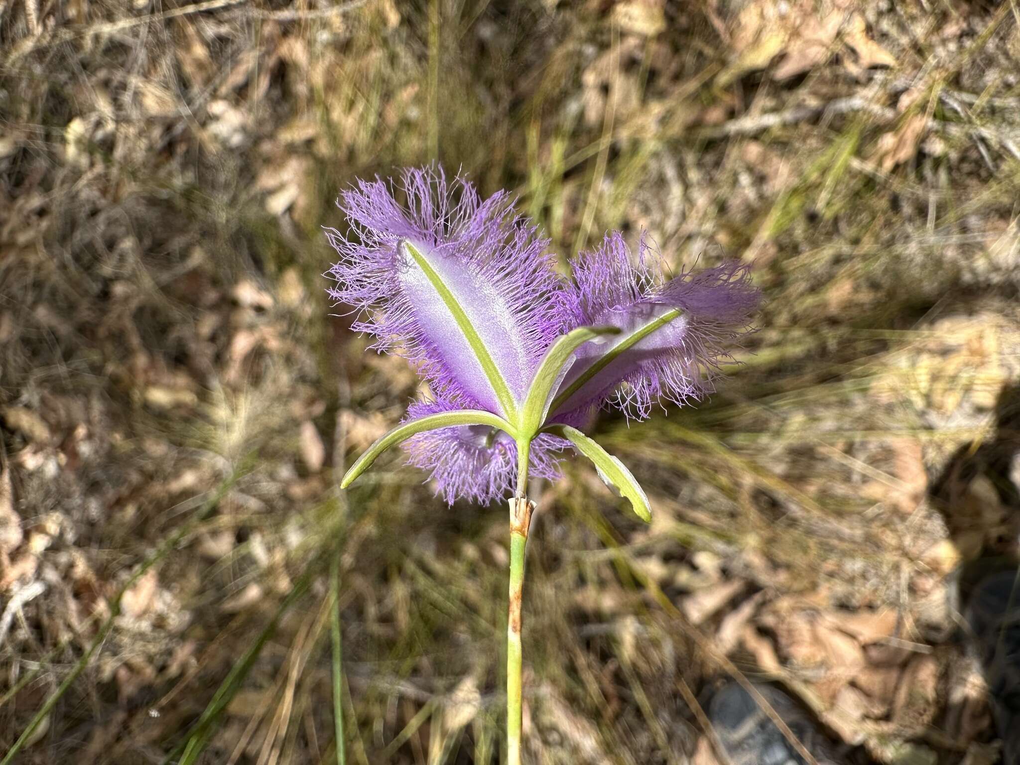 Image of Thysanotus sparteus R. Br.