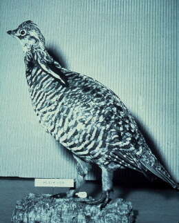Image of Greater Prairie Chicken