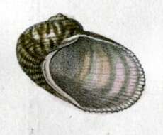 Image of Granata sulcifera (Lamarck 1822)