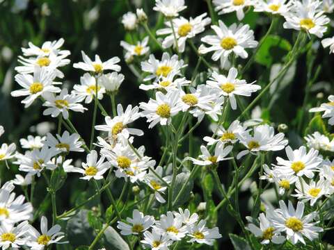 Image of Alecost or Balsam Herb