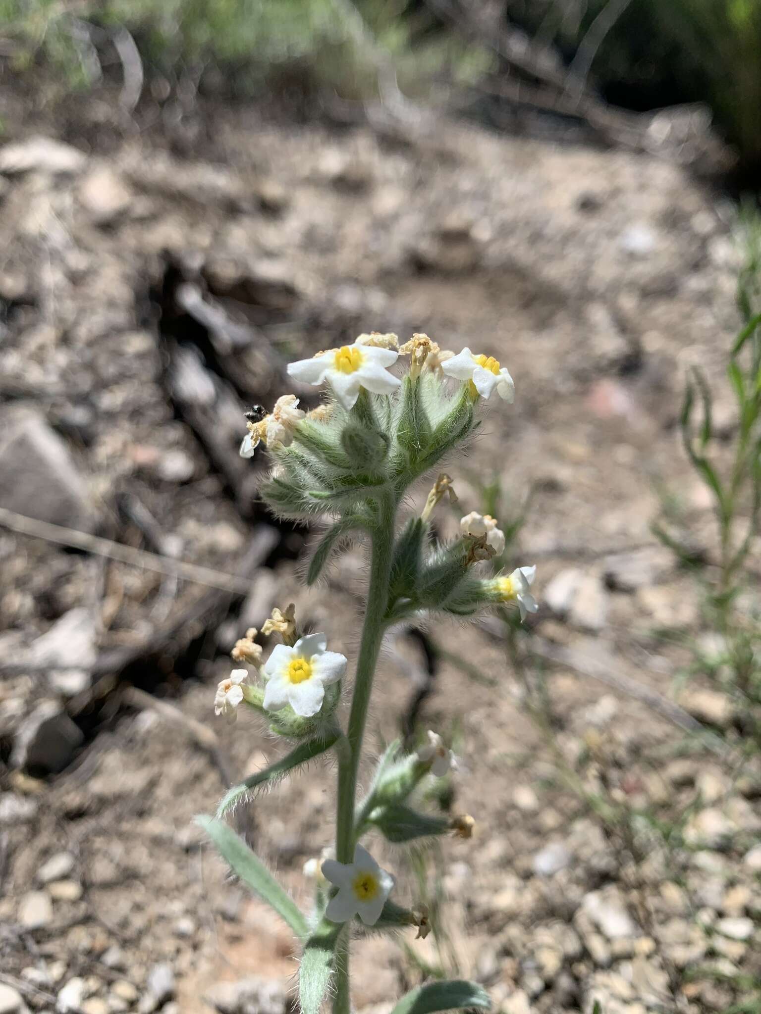 Plancia ëd Oreocarya flavoculata A. Nels.