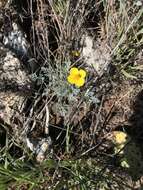 Imagem de Eschscholzia ramosa (Greene) Greene