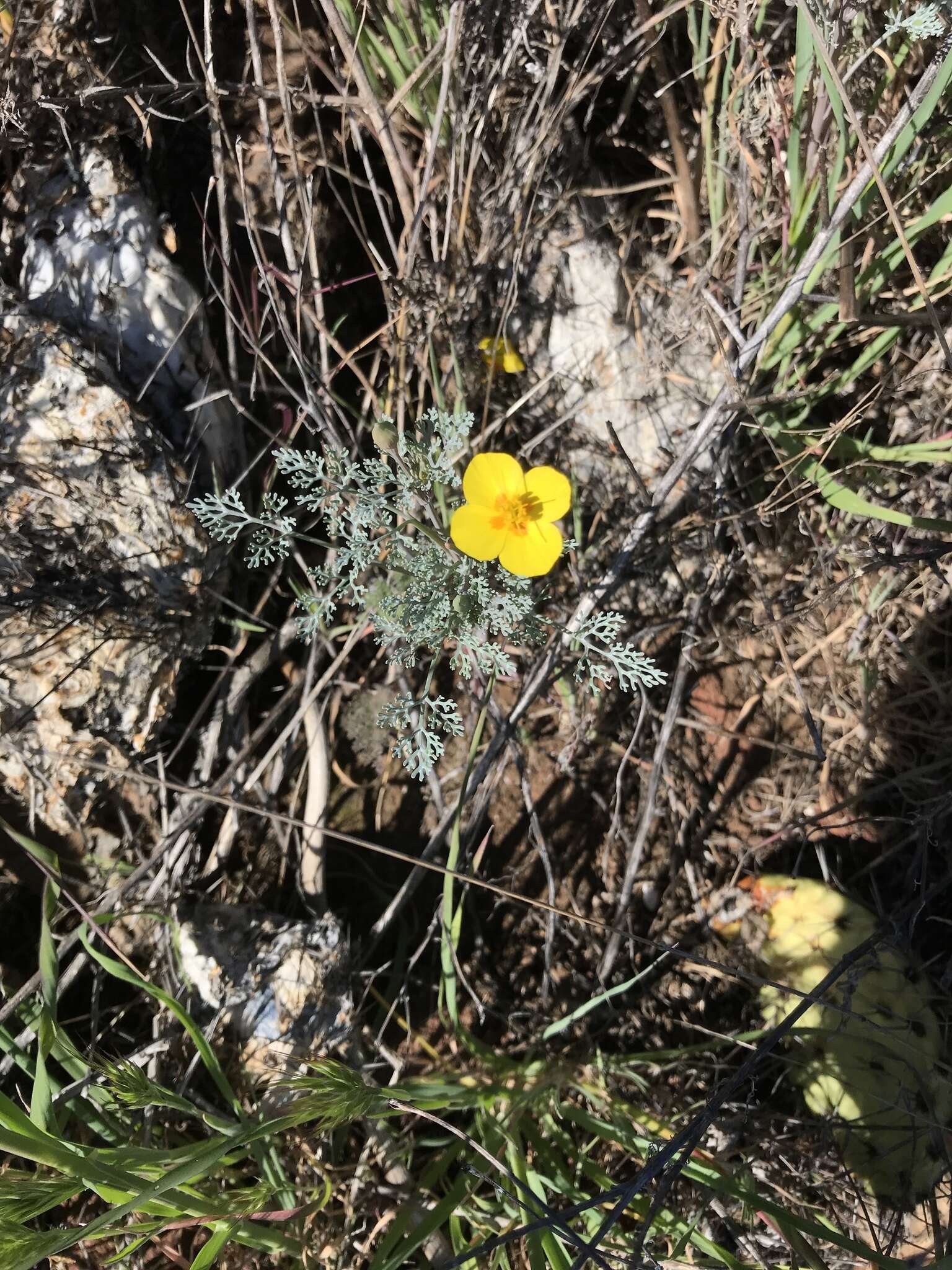 Imagem de Eschscholzia ramosa (Greene) Greene