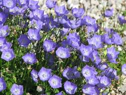 Image of tussock bellflower