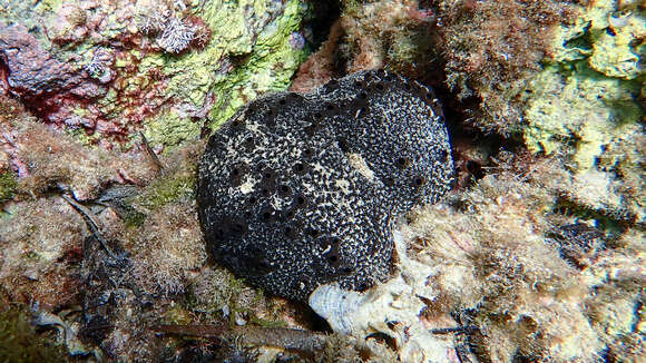 Image of black leather sponge