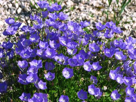 Image of tussock bellflower