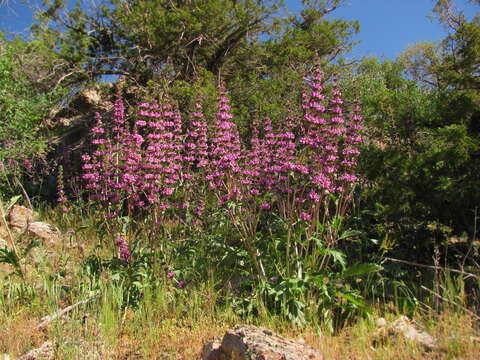 Image of Phlomoides lehmanniana (Bunge) Adylov, Kamelin & Makhm.