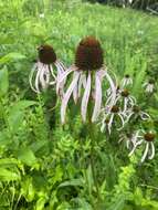 Imagem de Echinacea laevigata (C. L. Boynt. & Beadle) Blake