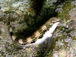 Horozbin balığı resmi