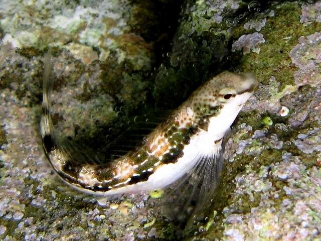 Image of Adriatic blenny