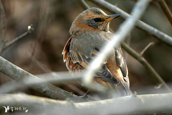 Image of Dusky Thrush