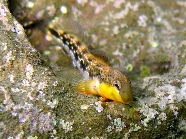 Image of Adriatic blenny