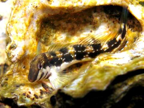 Image of Adriatic blenny