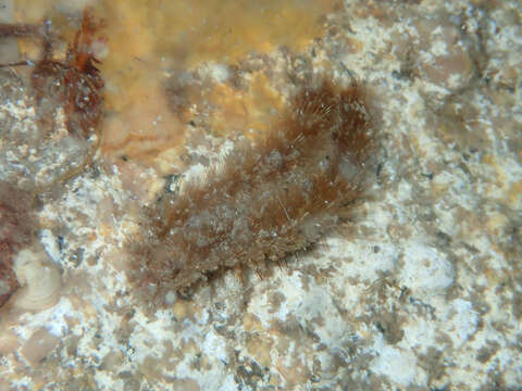 Image of Sea mouse