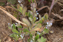 Image of Early Forget-me-not