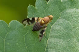 Image of Walnut Husk Maggot