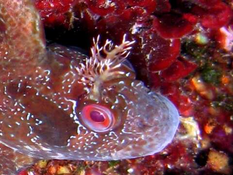 Image of Tompot Blenny