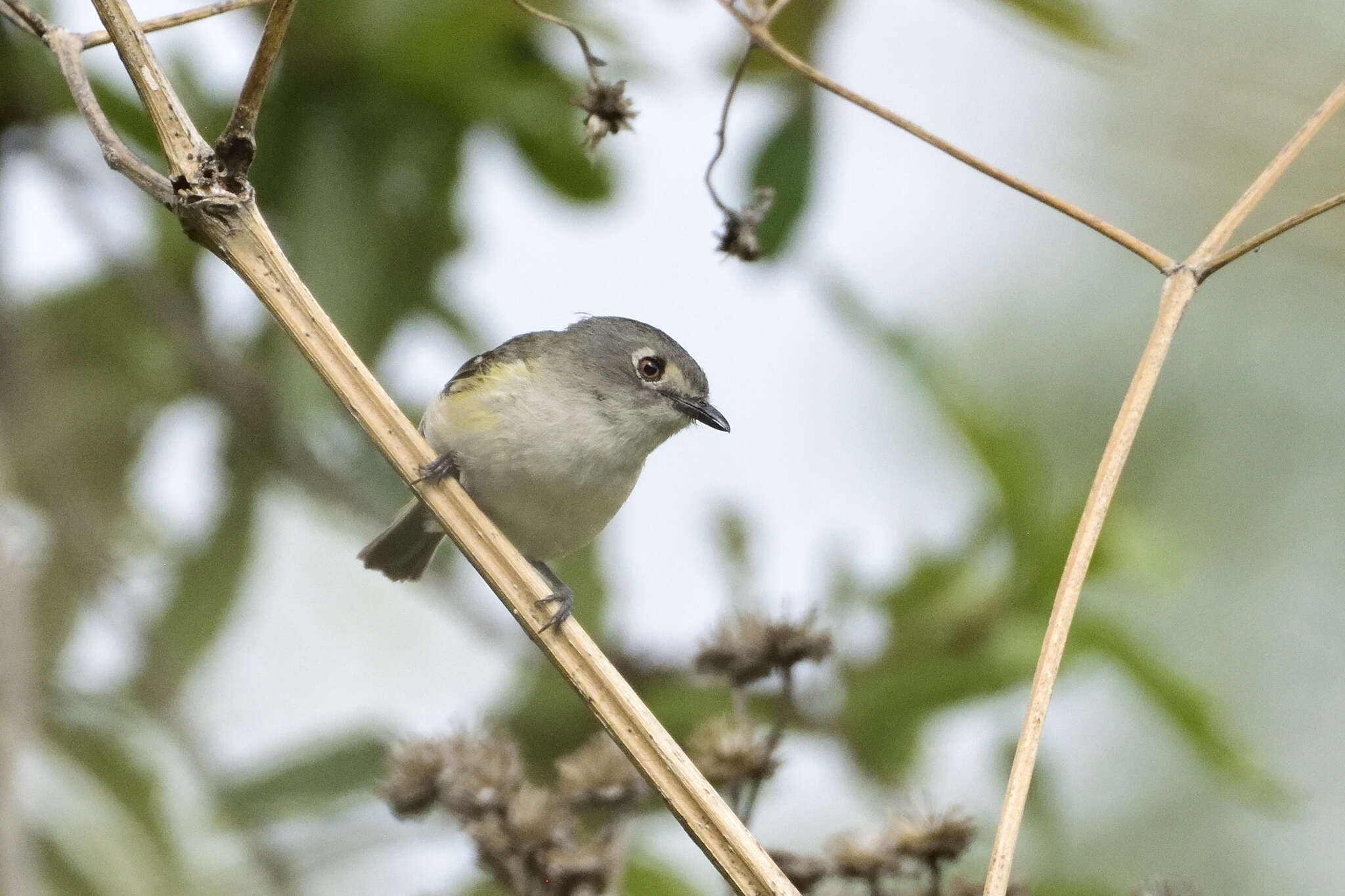 Слика од Vireo nelsoni Bond & J 1934