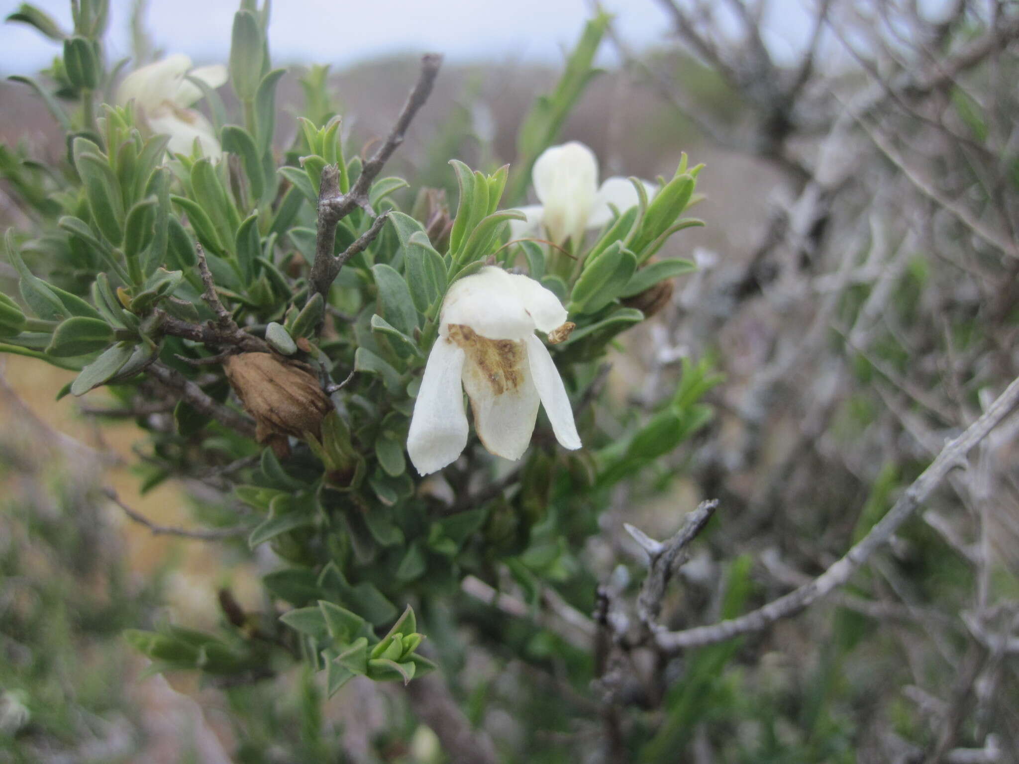 Image of Justicia cuneata Vahl