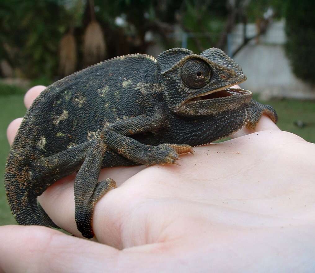 Image de Caméléon commun