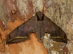 Image de Ambulyx sericeipennis joiceyi (Clark 1923)