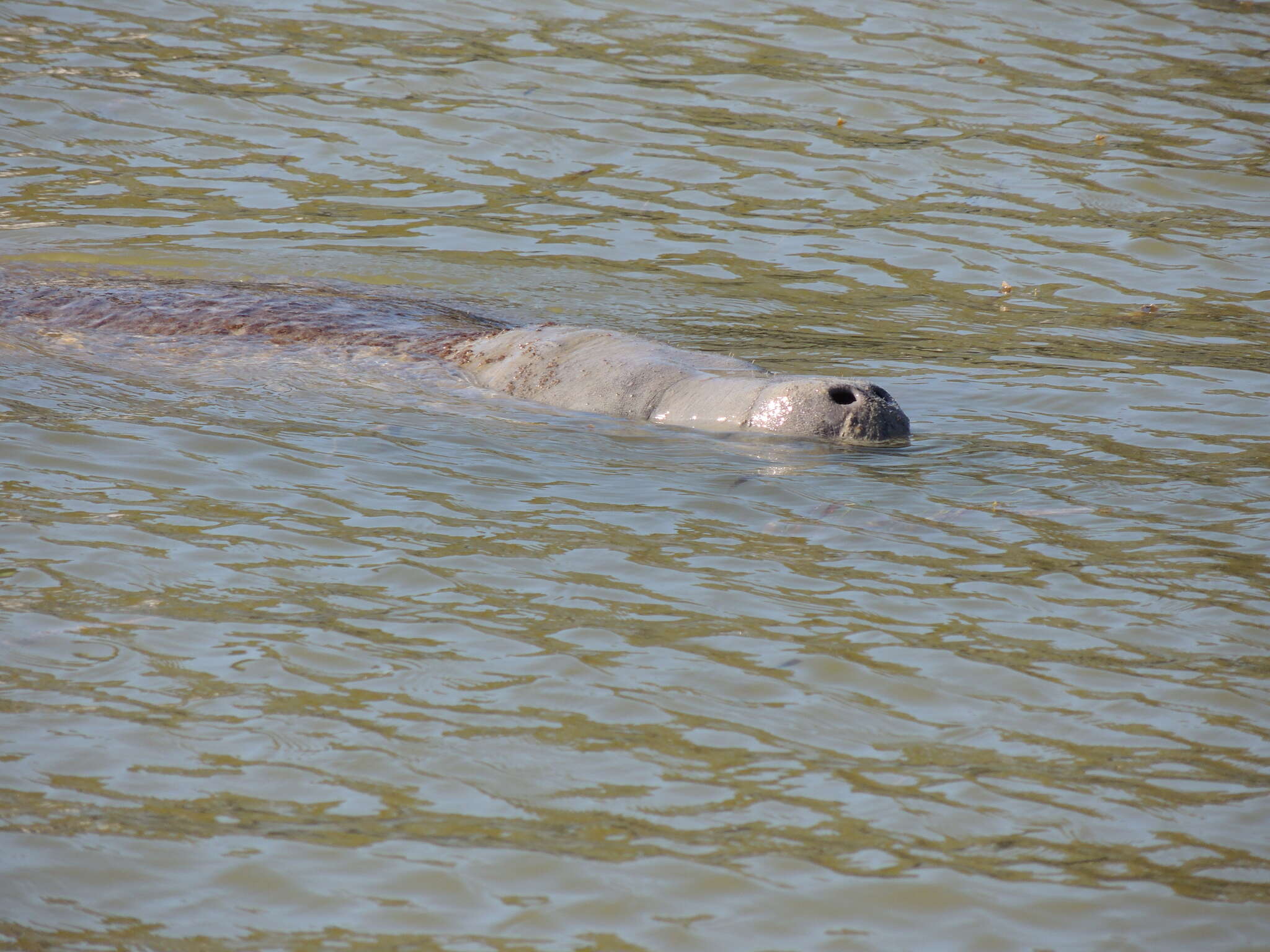 Image of Florida manatee