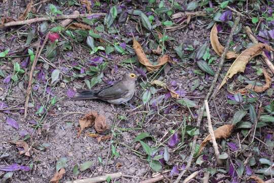 Image of Spectacled Thrush