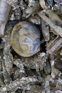 Image of European necklace shell