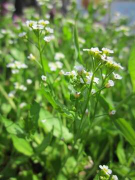 Image of field pennycress