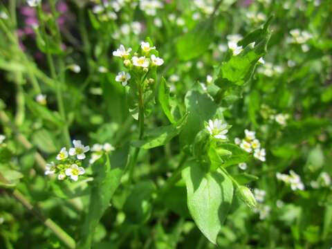 Image of field pennycress