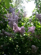 Image of Common Lilac