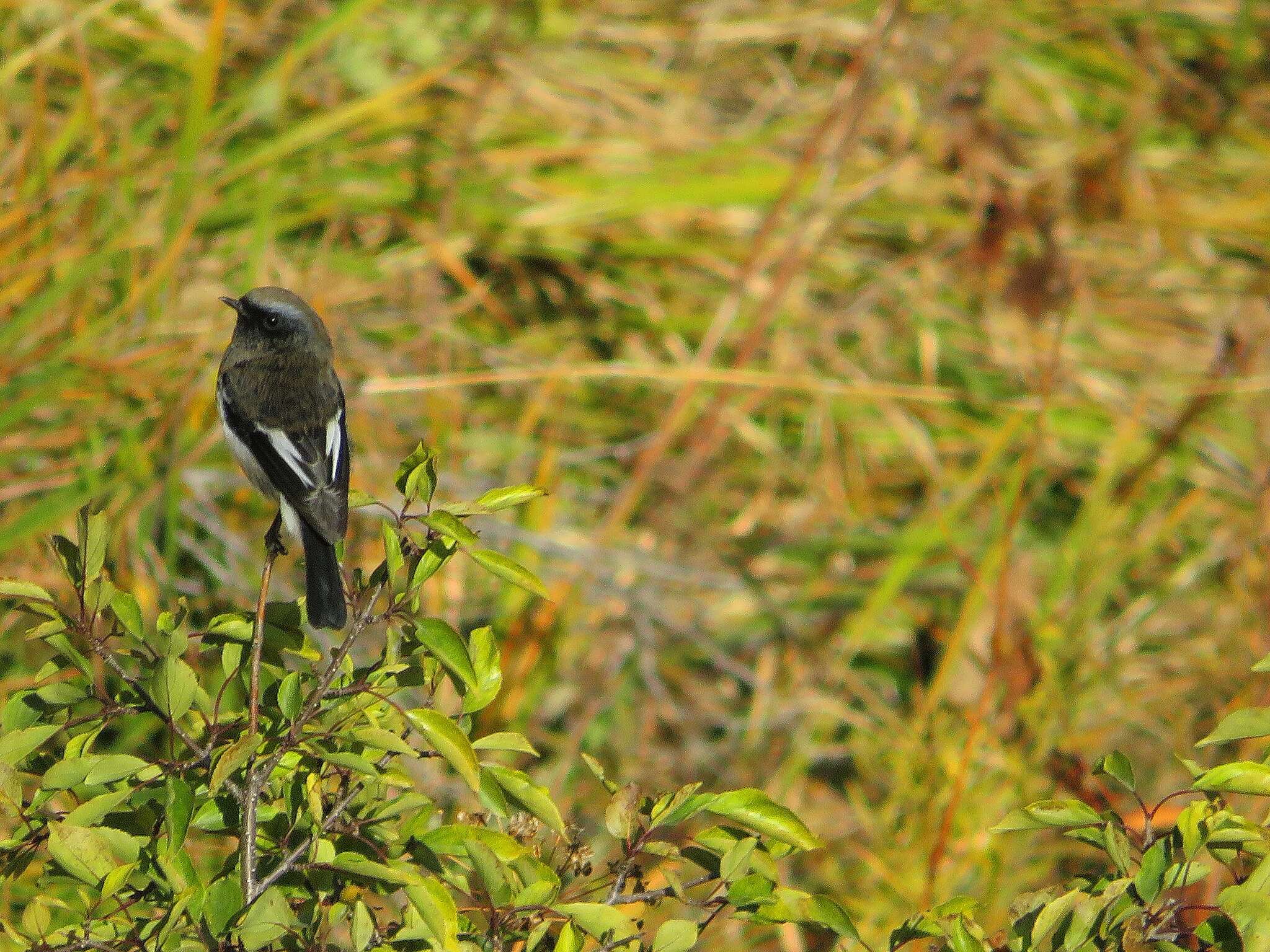 Image of Blue-capped Redstart