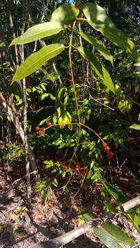 Image of Ixora platythyrsa Baker