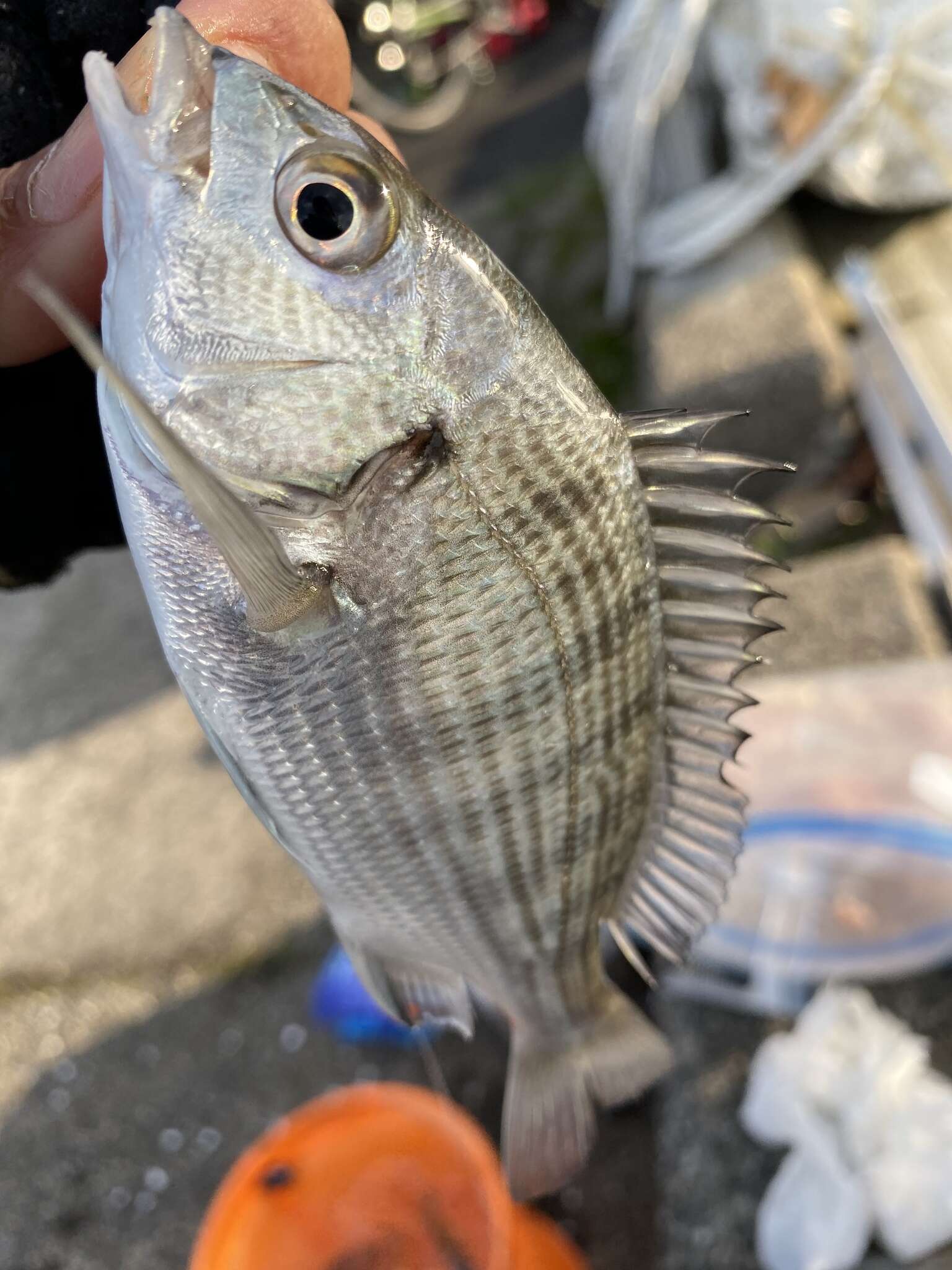 Image of Blackhead Seabream