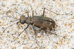 Plancia ëd Cicindela (Cicindelidia) trifasciata sigmoidea Le Conte 1851